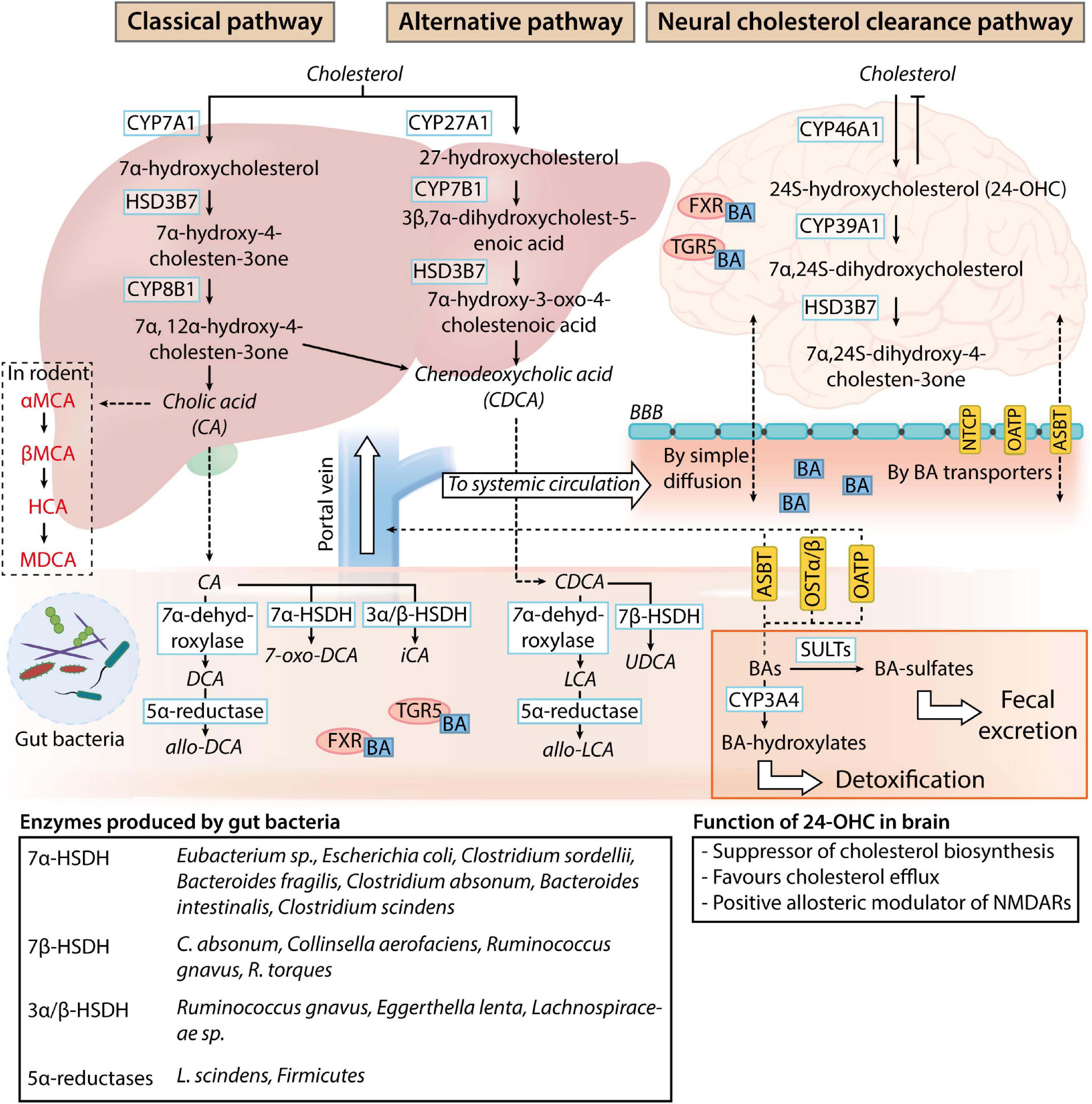 Liver’s influence on the brain through the action of bile acids